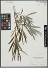 Foto von Salix viminalis L.